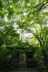 japanese garden in japan