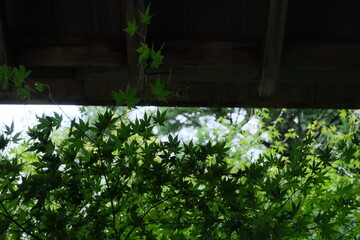 window in the forest