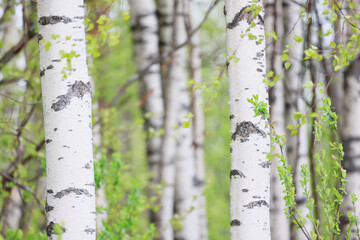 spring birch forest with young leaves, abstract background of nature