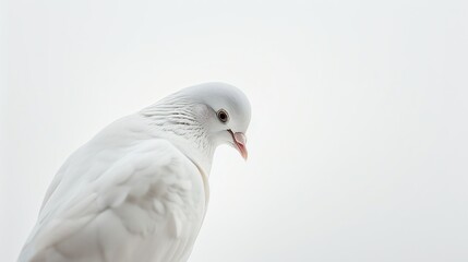 Fototapeta premium A single dove in peaceful isolation against a background.