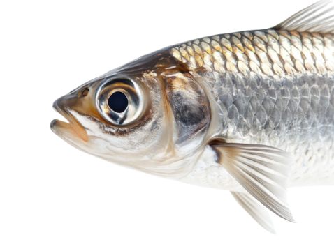 Isolated Fish Head Profile