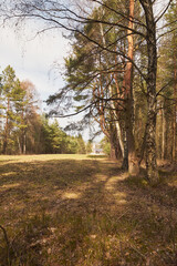 polana,drzewa,niebo,wiosna 