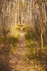 leśna droga,leśna ścieżka,las,drzewa,wiosna 