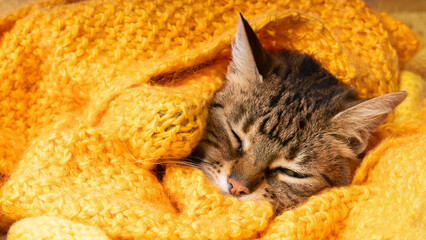 Portrait of napping tabby kitten. Pet heating under orange yellow warm knitted rug.