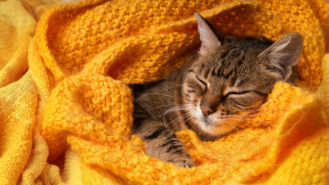 Peaceful tabby brown cat heating under yellow plaid. Indoor animals hygge lifestyle.