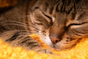 Beautiful close up portrait of sleeping kitten. Cat napping on woven rug.