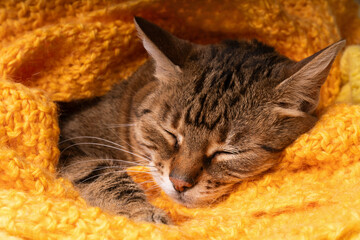 Happy lucky adopted tabby mixed breed napping kitten under yellow handmade woven plaid.