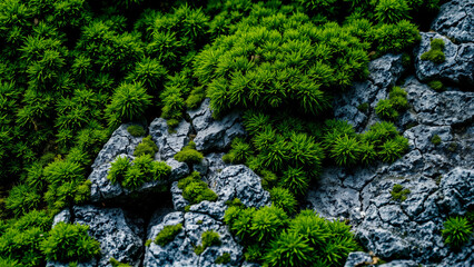 Fototapeta premium Wet green moss on the rocks