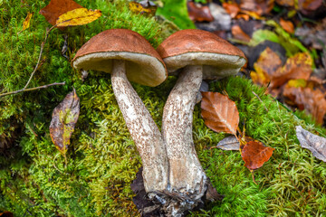 Leccinum mushrooms (orange birch bolete) on the forest floor in green moss, side view.