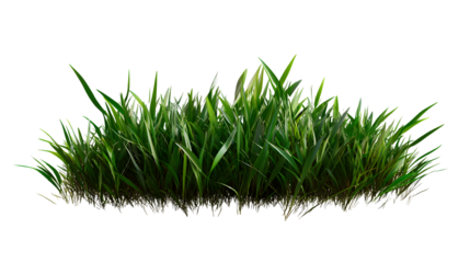 Green grass 3D render isolated on transparent background, PNG