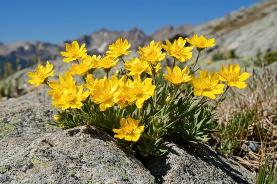 Bitterroot Flower Closeup: Lewisia Rediviva in the Summer Daytime Scenic View