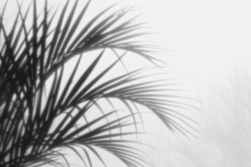 Obraz premium Silhouetted palm fronds in soft misty light