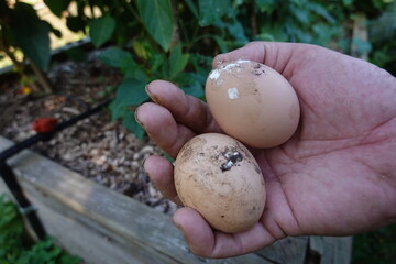 dirty chicken eggs. washing chicken eggs. chicken coop in backyard garden. eggs with excrement. © tonifrito