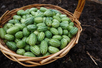 harvesting with a wicker basket cucamelon or mouse watermelon in the backyard garden. harvesting summer fruit in the vegetable garden Melothria scabra