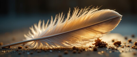 Delicate feather resting on sandy ground in warm sunlight.