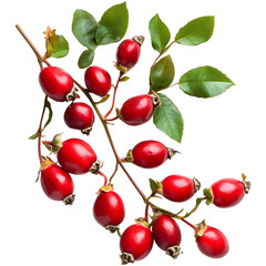 rose hips