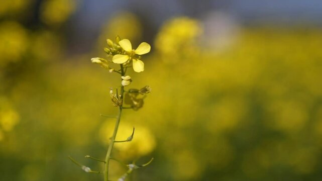 Close up footage of sinapis alba , yellow mustard blossom flowers, shallow depth of field isolated slow motion 100fps. Isolated shot in one flower