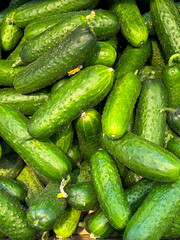 Stacked rows of cucumbers as background. Texture cucumbers, fresh little green cucumbers in large numbers. Close-up of green cucumbers on a shelf in a supermarket top view. Organic food. 