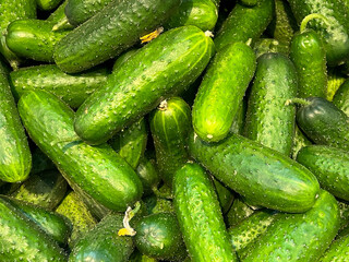 Stacked rows of cucumbers as background. Texture cucumbers, fresh little green cucumbers in large numbers. Close-up of green cucumbers on a shelf in a supermarket top view. Organic food. 