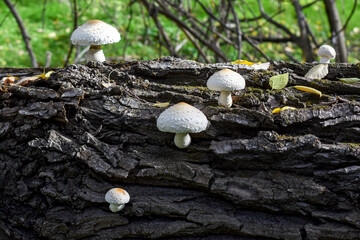 Pholiota populnea mushroom s growing on the bark of a fallen tree