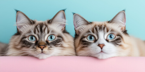 Two fluffy cats with blue eyes lying side by side on soft pink cushion against pastel blue background for pet, friendship or cute animal themes