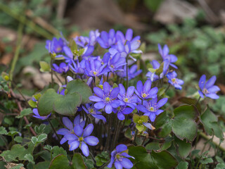 Nahaufnahme einer Gruppe blühender Leberblümchen (Hepatica nobilis).