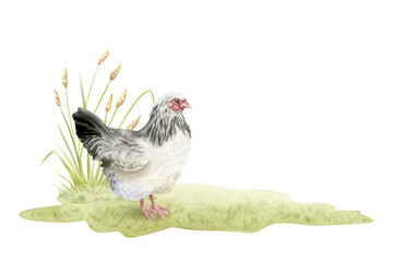 Watercolor chicken hen grazing on field grass isolated illustration. Realistic farm white and black bird clipart for horizontal farming designs and rustic organic products templates