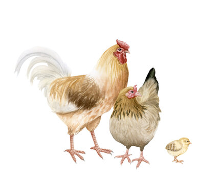 Chicken family with rooster, mother hen and baby chick watercolor isolated illustration. Poultry yard birds for farm animals designs. Realistic fowl clipart for organic products from village