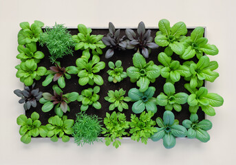 Seedlings growing in a rectangular pot, creating a small, organized vegetable garden