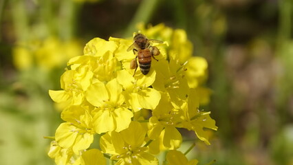 蜂とたくさんの菜の花