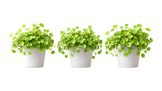 Creeping Jenny Plant in Pot Set of Three Different Poses on Transparent Background for Home Decor, Indoor Gardening, or Natural Branding
