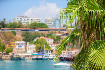 Palm leaves against the backdrop of a blurred tropical colorful city.