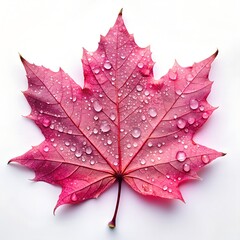 Fototapeta premium maple leaf isolated on white background.