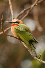 White-fronted bee-eater
