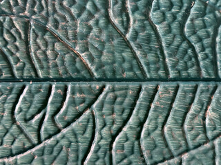 Close up texture of heart shaped leaves or homalomena leaves, a type of wide vein leaves grown in tropical countries, native to Asia. It is a green flowering plant, for gardening. Leaves vein seamless