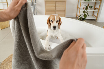Woman wiping Beagle dog with towel after washing in bathroom