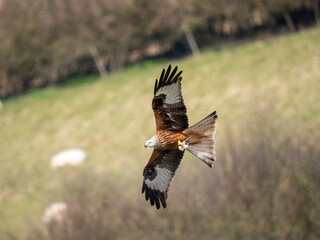 Red Kite Bird in Flight