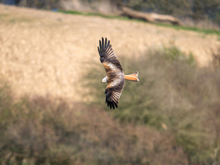 Red Kite Bird in Flight