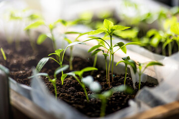 Young seedlings sprout in dark, nutrient-rich soil within a wooden box, basking in natural sunlight. The leaves are vibrant green, indicating healthy growth. Soft focus in the background