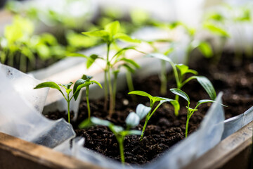 Young seedlings sprout in dark, nutrient-rich soil within a wooden box, basking in natural sunlight. The leaves are vibrant green, indicating healthy growth. Soft focus in the background