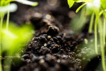 Young seedlings with slender green stems and leaves emerge from dark, rich soil. The soil appears...