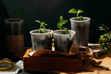 Spraying young seedlings with water. seedlings sprout from small, recycled cups filled with soil,...
