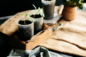 Young seedlings sprout from small, recycled cups filled with soil, placed in a wooden box in the...