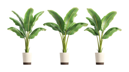 Pack of Banana Plant in Pot set Against Transparent Background for Gardening Branding, Orchard Promotion, or Tropical Design Projects