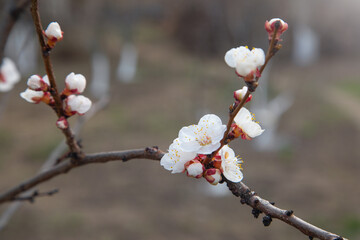 Flowering spring apricot tree in garden.