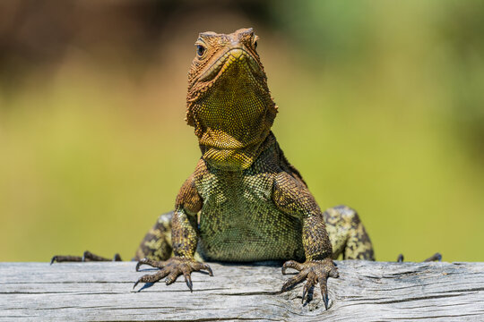 Close up of an Eastern water dragon sitting on a log
