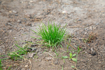 Green grass in a backyard.