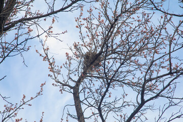 Birds net in a tree. Spring time