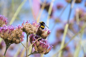 1375774937 Eisenkraut mit Hummel