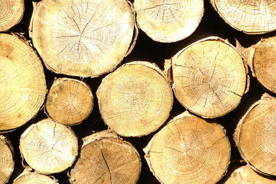 1375774917 Kurzholz Polter Baumscheiben